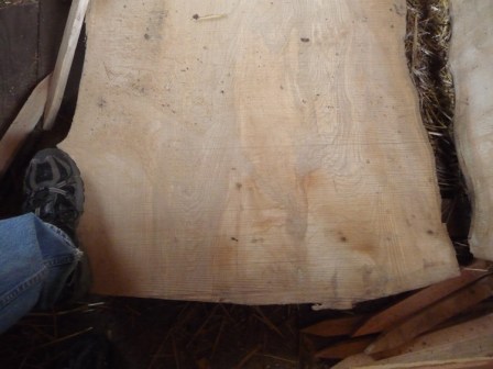 P1230551 - big ash slab no checks